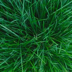 ECOstyle Aaltjes Tegen Pissebedden (val)