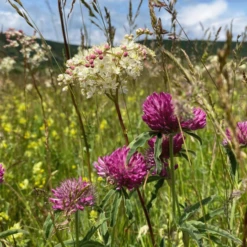 De Wiltfang Foxgloves Works Rood