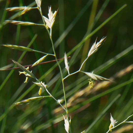 Blossombs Adventskalender - Xmas 1 Blossombs Adventskalender - Xmas