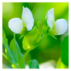 Talen Tools Cirkelsproeier Met Nippel En Slangverbinding