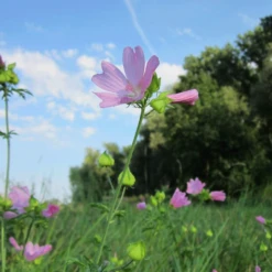 Nieuwe uitgaven 6 MRS Seeds & Mixtures Bosrand Bloemenmengsel Schaduw Inheems - Meerjarig
