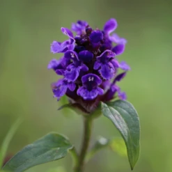 Nieuwe uitgaven -Tuinonderhoud Winkel image 162