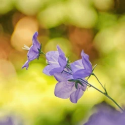 Earthway Schouderstrooier 2750