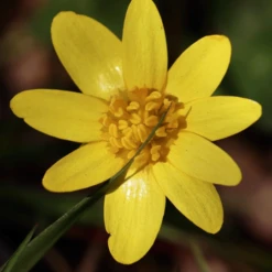 Earthway Flex Select Low-Output