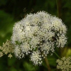MRS Seeds & Mixtures Bosrand Bloemenmengsel Schaduw Inheems - Meerjarig -Tuinonderhoud Winkel image 167