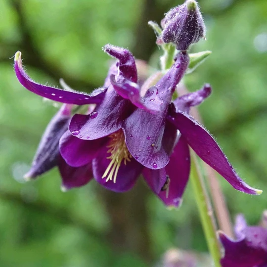 De Wiltfang Foxgloves Grip 1 De Wiltfang Foxgloves Grip