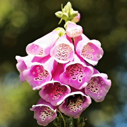 De Wiltfang Foxgloves Grip 2 De Wiltfang Foxgloves Grip - Afbeelding 2