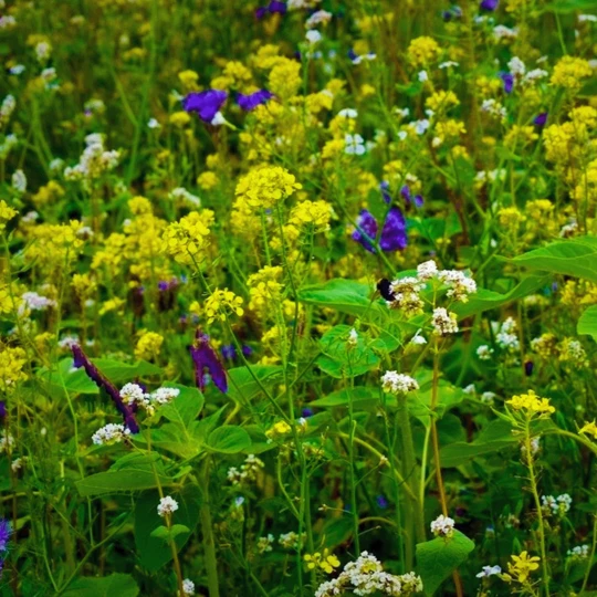 De Wiltfang Foxgloves Grip 4 De Wiltfang Foxgloves Grip - Afbeelding 4