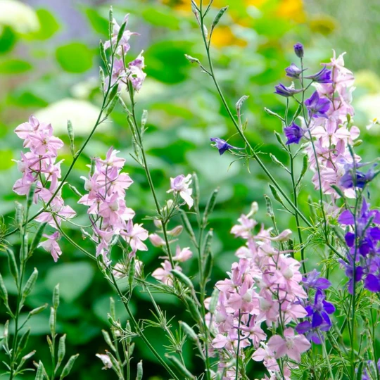 De Wiltfang Foxgloves Grip 7 De Wiltfang Foxgloves Grip - Afbeelding 7