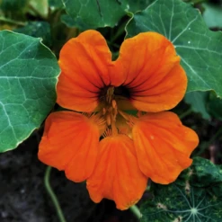 Talen Tools Cirkelsproeier Op Piket Met Nippel In Blister