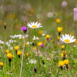 De Wiltfang Foxgloves Rozenhandschoenen Gauntlet 5 De Wiltfang Foxgloves Rozenhandschoenen Gauntlet -Tuinonderhoud Winkel image 189