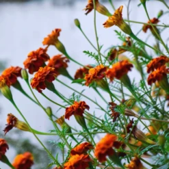 Burgon & Ball RHS Perennial Spade