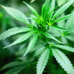 Earthway Meststrooier Voor 1001-B Zaaimachine