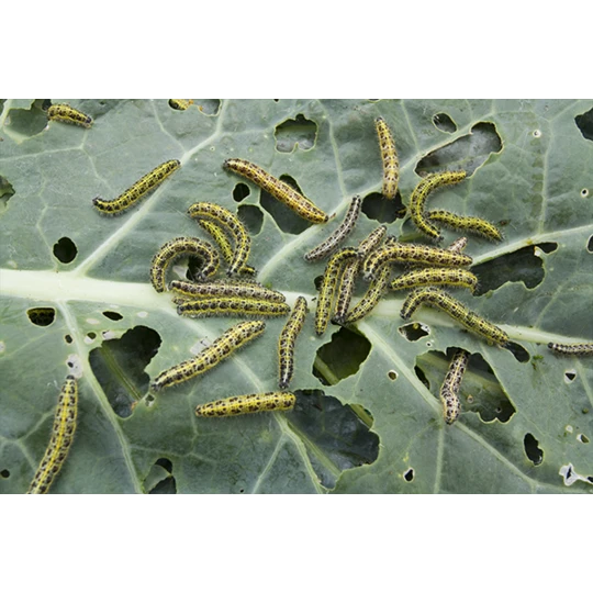 ECOstyle Aaltjes Tegen Rupsen 3 ECOstyle Aaltjes Tegen Rupsen - Afbeelding 3