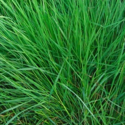 MRS Seeds & Mixtures Akkerflora 10-tal -Tuinonderhoud Winkel image 27