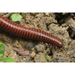 ECOstyle Aaltjes Tegen Miljoenpoten -Tuinonderhoud Winkel image 288