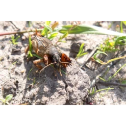 ECOstyle Aaltjes Tegen Veenmollen -Tuinonderhoud Winkel image 297