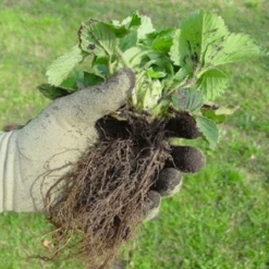 De Wiltfang Foxgloves Original -Tuinonderhoud Winkel image 365