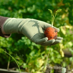 De Wiltfang Foxgloves Original -Tuinonderhoud Winkel image 366