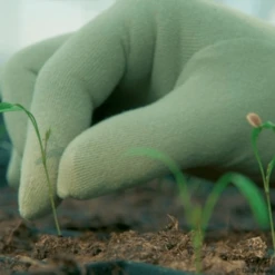 De Wiltfang Foxgloves Original -Tuinonderhoud Winkel image 367