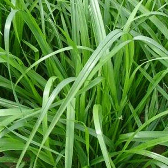 MRS Seeds & Mixtures Italiaans Raaigras 1 MRS Seeds & Mixtures Italiaans Raaigras