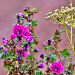 Triferto Kali 60% - 25kg